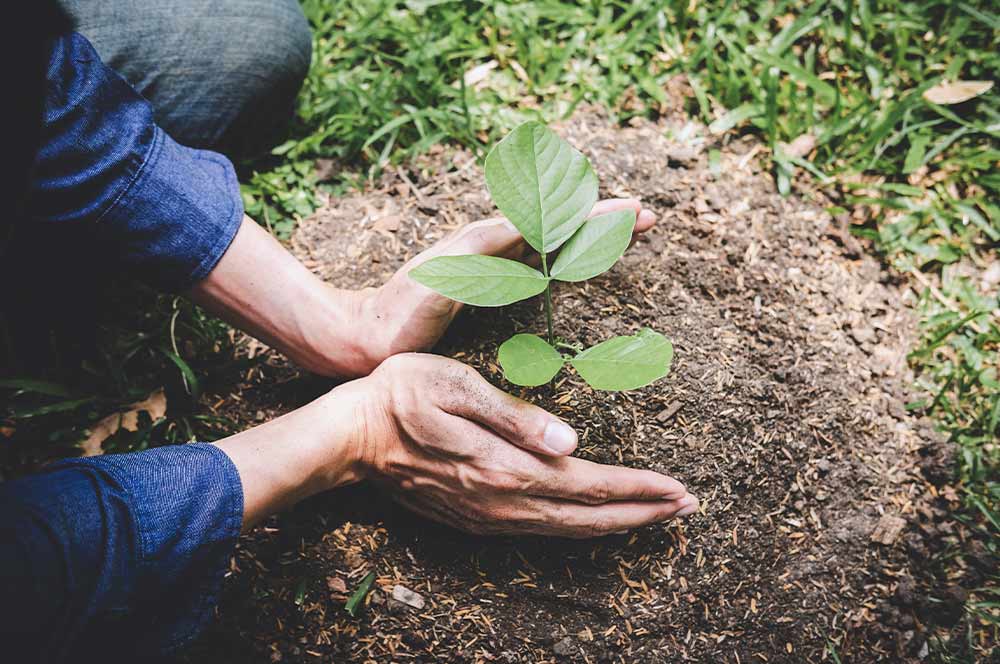 A person planting a sprout